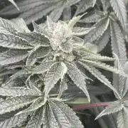 5150 Triangle Kush x Irene (Crazy Bitch)