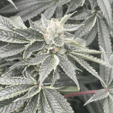 5150 Triangle Kush x Irene (Crazy Bitch)