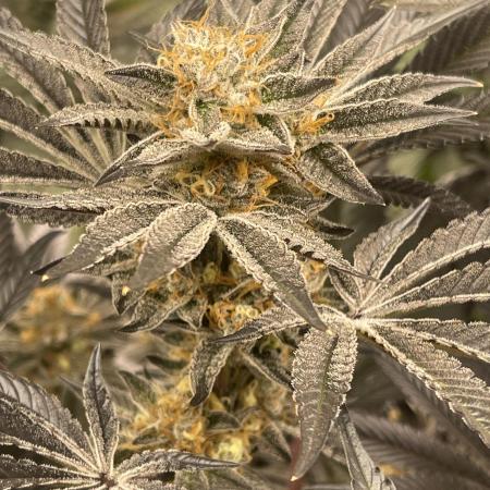 🚽 Poddy Mouth 👄