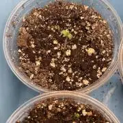 🚽 Poddy Mouth 👄