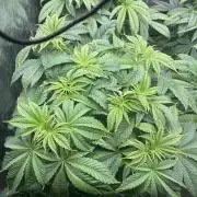 🚽 Poddy Mouth 👄