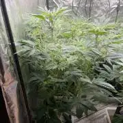 🚽 Poddy Mouth 👄