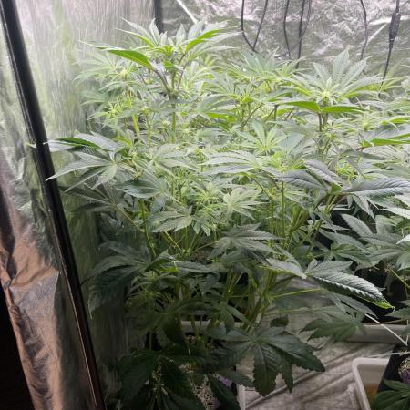 🚽 Poddy Mouth 👄