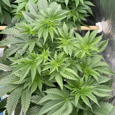 🍗 Chicken n’ Wafflez 