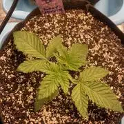 🚽 Poddy Mouth 👄