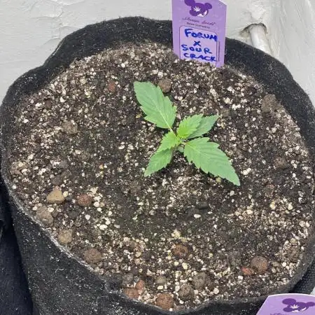 🍪 Forum Stomper x Sour Crack