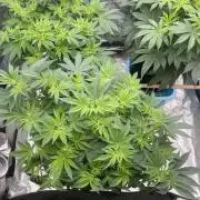 Sour Diesel x Lemon Party