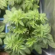 Sour Diesel x Lemon Party