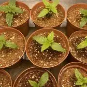 Sour Diesel x Chemdog #4