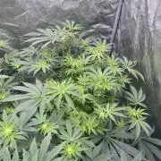 5150 Triangle Kush x Irene (Crazy Bitch)