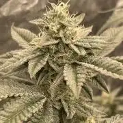 🍗 Chicken n’ Wafflez 