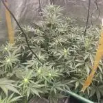 🍪 Forum Stomper x Sour Crack