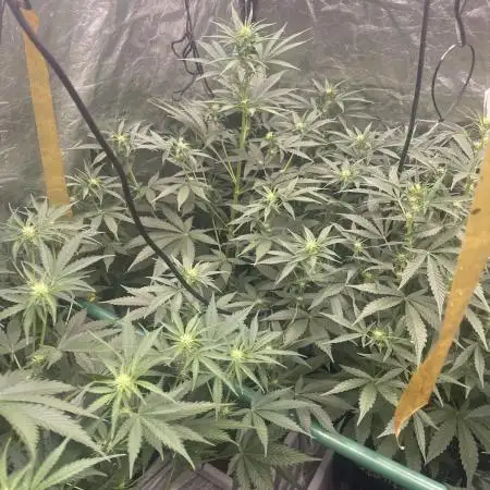 🍪 Forum Stomper x Sour Crack