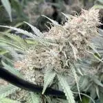 🍪 Forum Stomper x Sour Crack