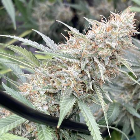 🍪 Forum Stomper x Sour Crack