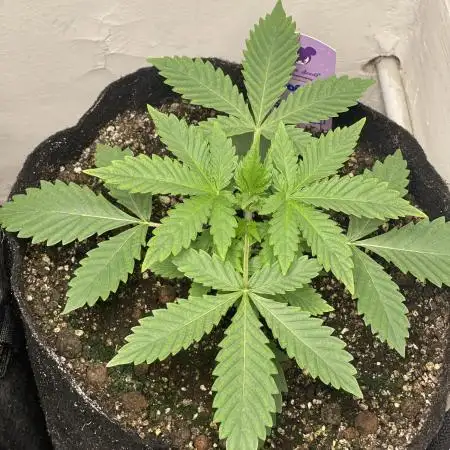🍪 Forum Stomper x Sour Crack