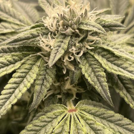 👵 Granny Candy 🍬