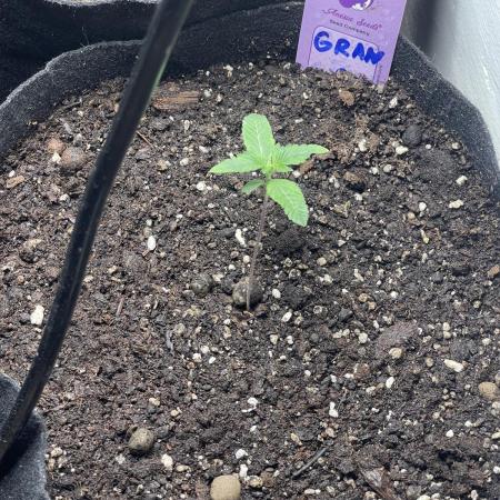 👵 Granny Candy 🍬