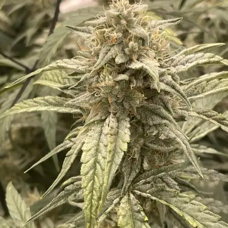 🍇 Double Grape 🍇