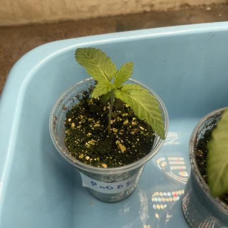 🚽 Poddy Mouth 👄