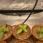 Liquid Nails (SD x GG4)