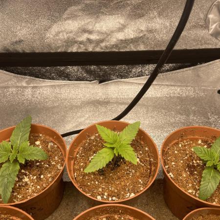 Liquid Nails (SD x GG4)