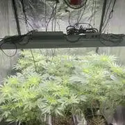 Collie Man Kush