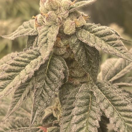 🍗 Chicken n’ Wafflez 