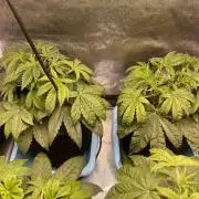 5150 Triangle Kush x Irene (Crazy Bitch)