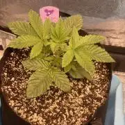 ⛽️ Diesel Latte 🥛