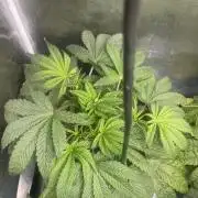 5150 Triangle Kush x Irene (Crazy Bitch)