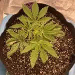 👵 Granny Candy 🍬