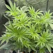 ⛽️ Diesel Latte 🥛