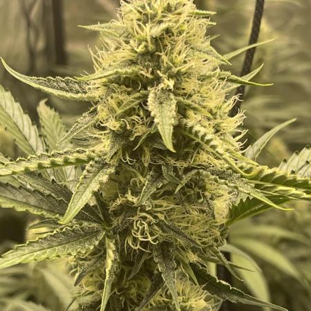 ⭐️ Galactic Gelato 🍨