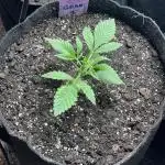 👵 Granny Candy 🍬