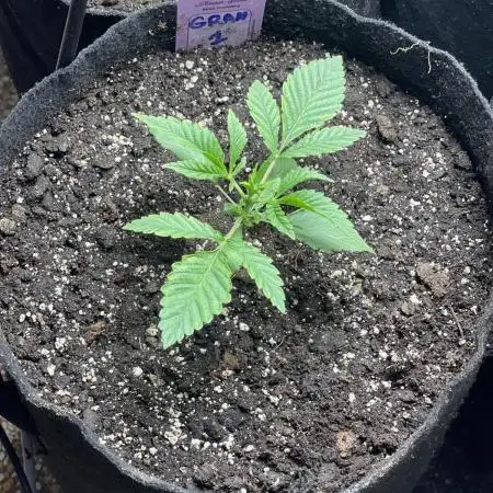 👵 Granny Candy 🍬