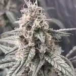 BluePie O’z