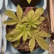 ⛽️ Diesel Latte 🥛