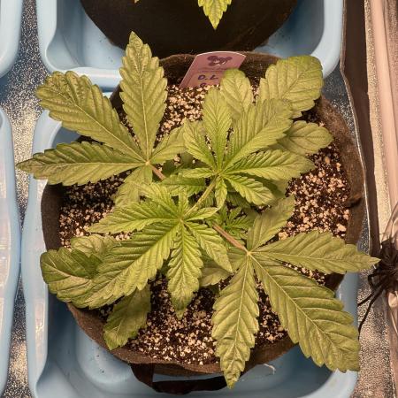 ⛽️ Diesel Latte 🥛