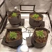 Autopots: Ethos Citradelic Sunset