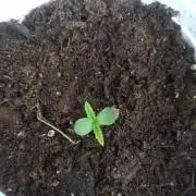 Septiembre 17