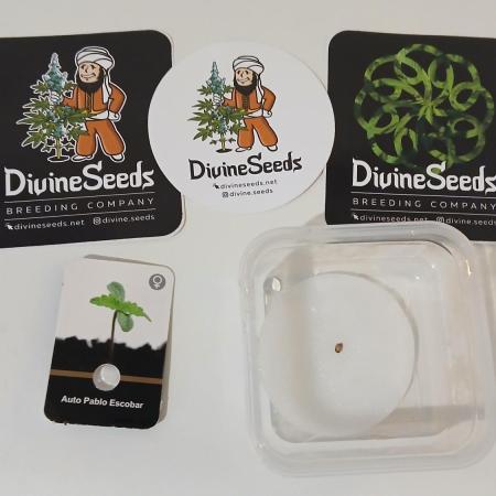 Auto Pablo Escobar Divine Seeds