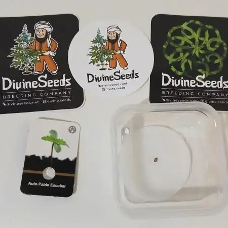 Auto Pablo Escobar Divine Seeds