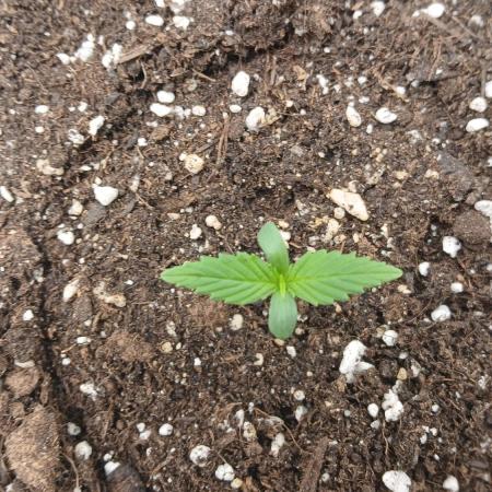 Auto Moon Rock Divine Seeds