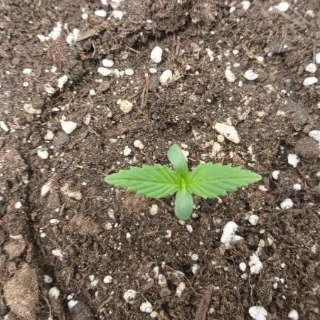 Auto Moon Rock Divine Seeds