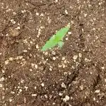 Auto Pablo Escobar Divine Seeds