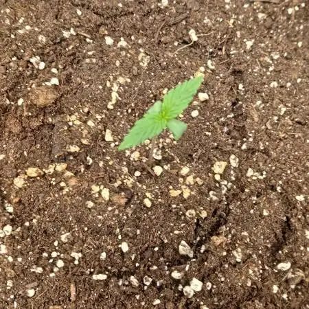 Auto Pablo Escobar Divine Seeds