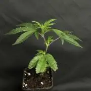 Super buff cherry #26