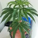 Sour Diesel Thailand