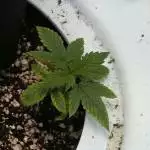 dutch seed
